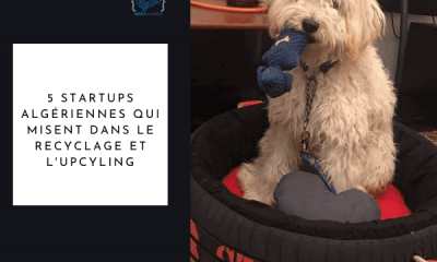 Startups algériennes upcycling recyclage