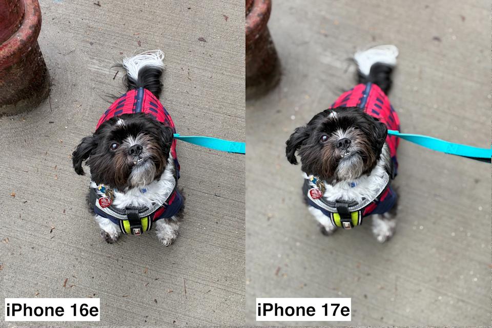 Two photo samples side by side, featuring a dog on a blue leash staring up into the camera. 